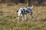 DALMATIEN 429